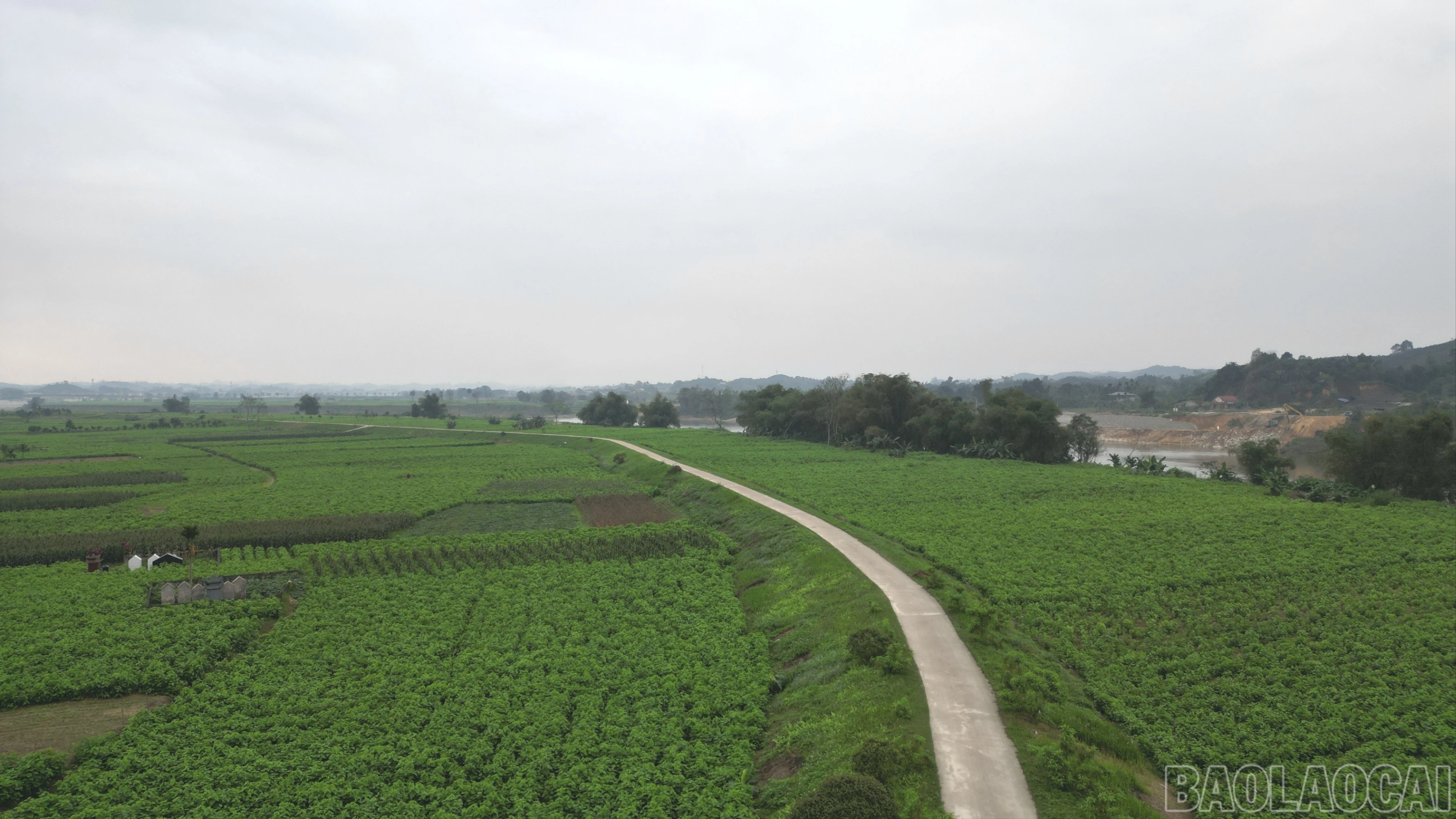 baolaocai-br_dji-0056-6135.jpg