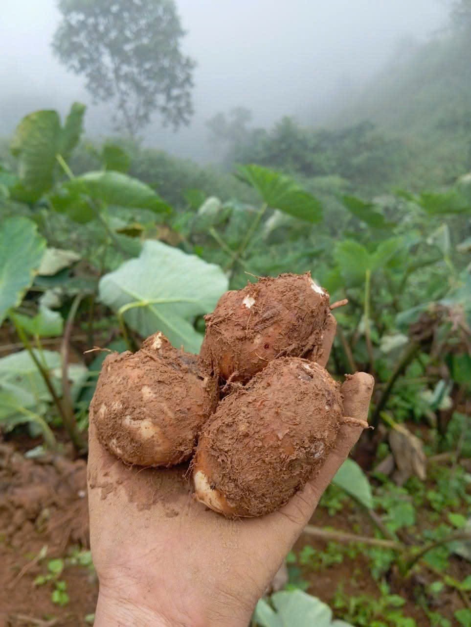Khoai sọ nương Trạm Tấu được người dân thu hoạch từ cuối tháng 9 đến hết tháng 11 dương lịch. z7130920937077-0fb0ead1ee8d1522a82f93fa49c15222.jpg