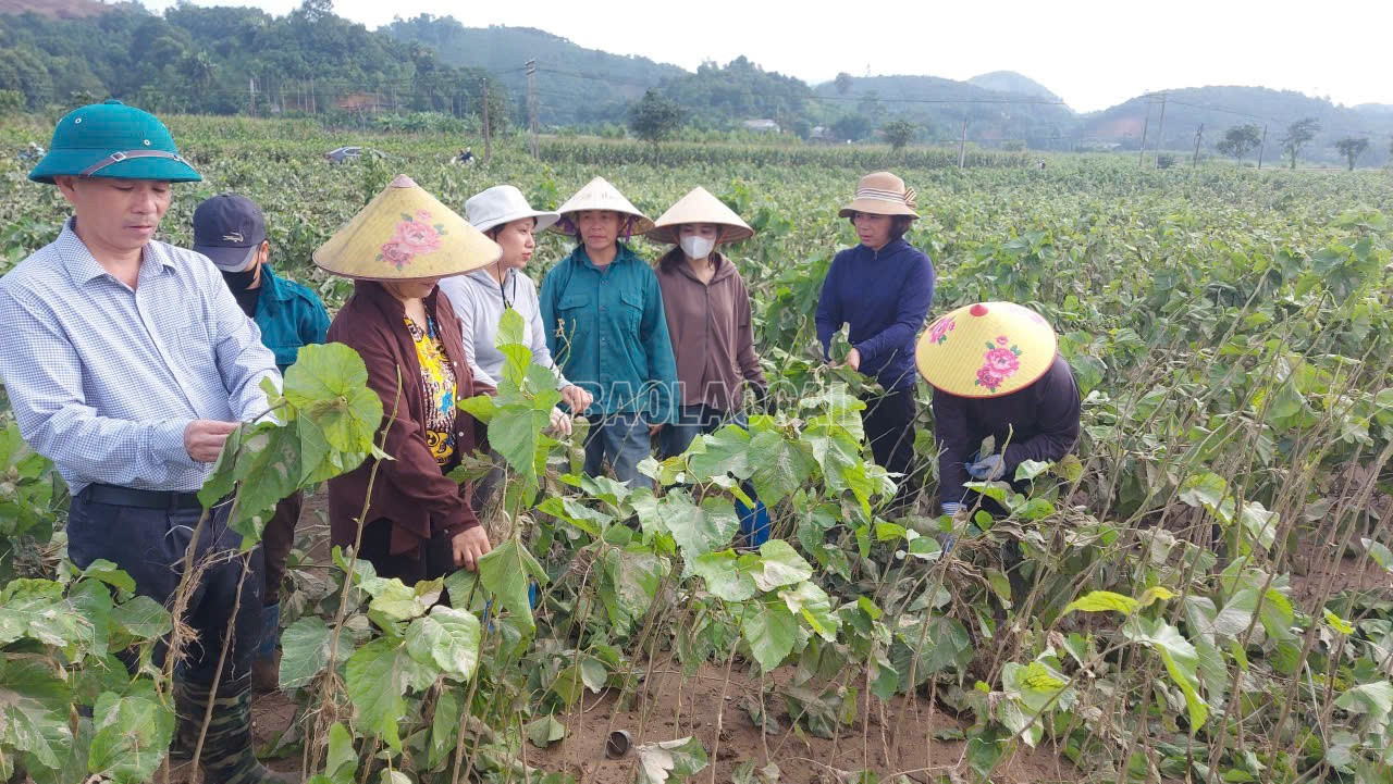 Cơ quan chuyên môn hướng dẫn người dân khôi phục diện tích dâu tằm sau lũ. baolaocai-c_z7147481018186-09aab2a11d07f9c3220d855a68c6b82e.jpg