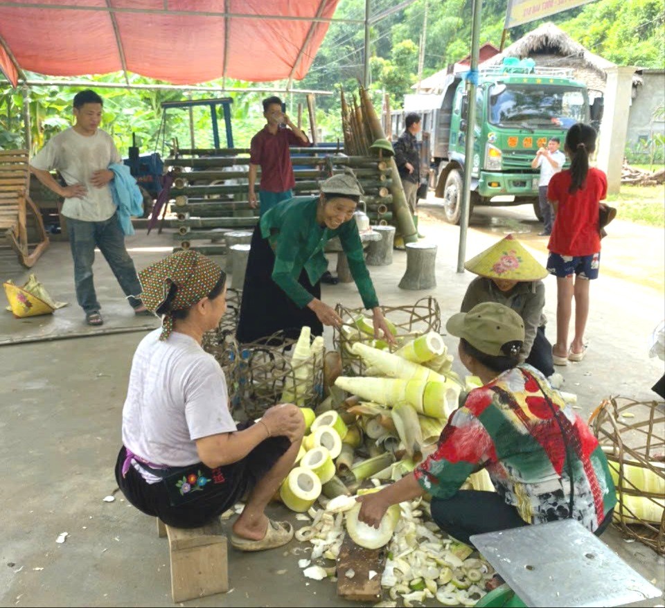 Măng mai Lâm Thượng được thu mua tại các điểm đầu mối thu-mua-mang-1379.jpg