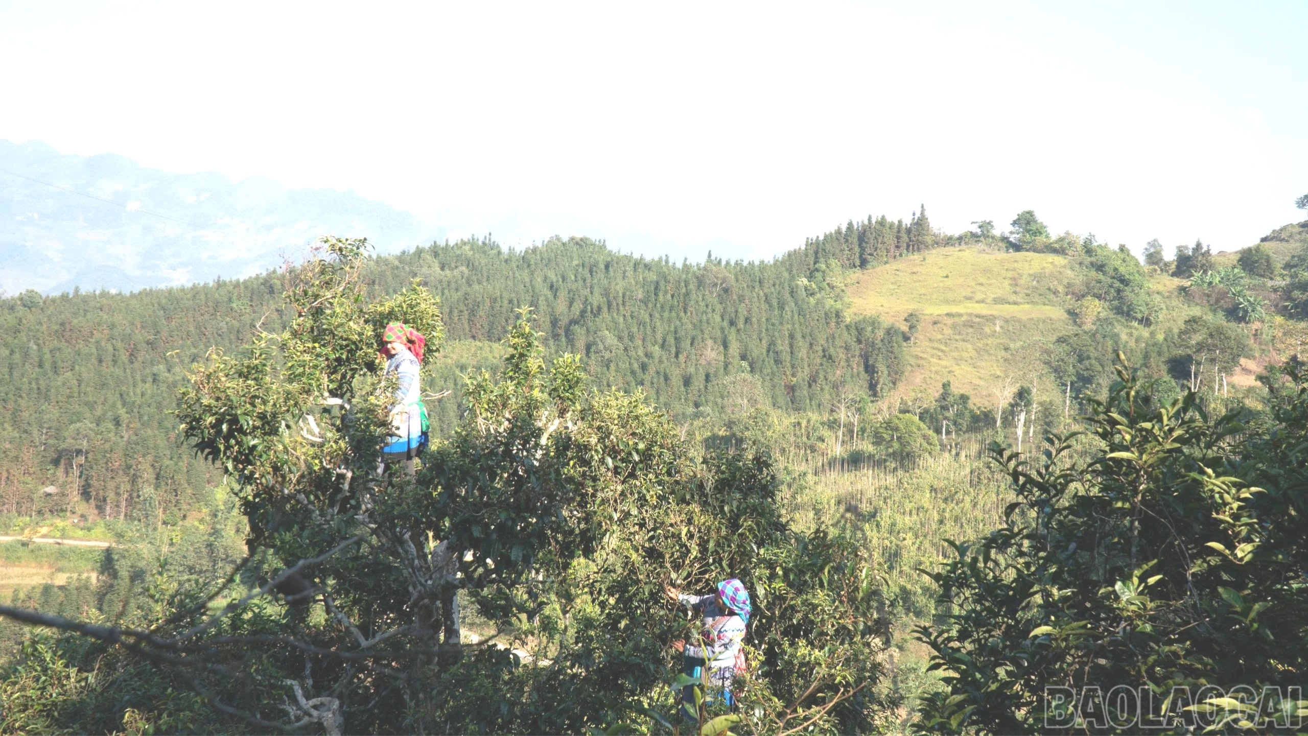baolaocai-br_z7328734273588-2048a9cbd66705f03845f237485d39fa.jpg