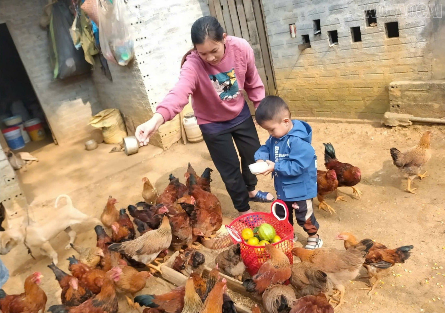 Nhiều phụ nữ mạnh dạn "khởi nghiệp" với các mô hình trồng trọt kết hợp với chăn nuôi gia súc, gia cầm. baolaocai-tr_nuoi-ga-1059.jpg