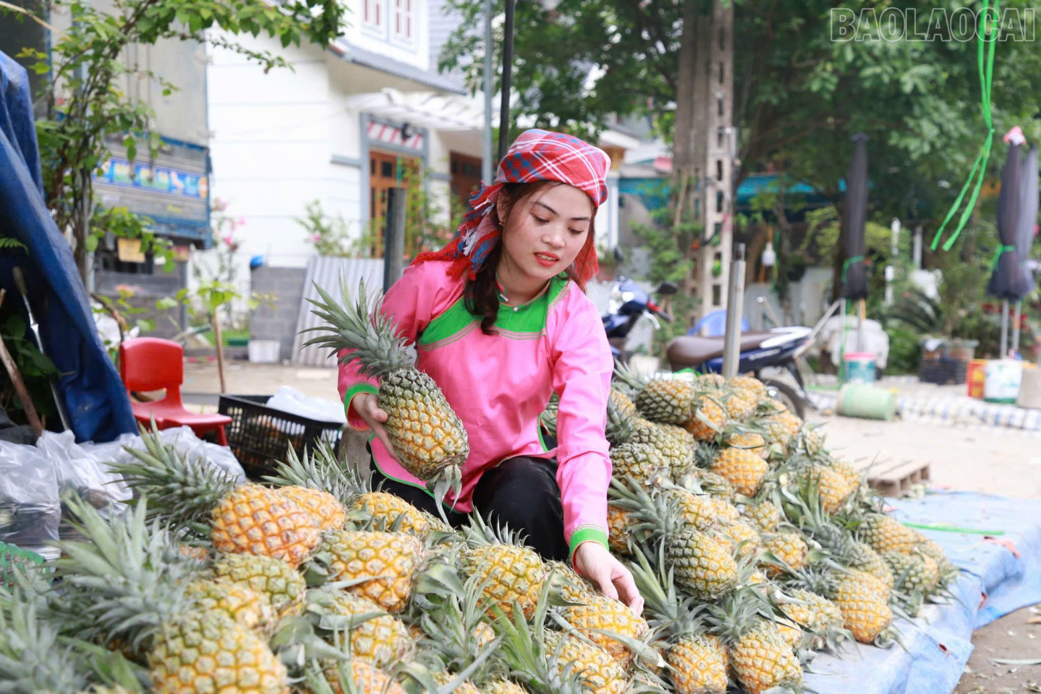 Nhiều phụ nữ tại Bản Lầu mạnh dạn phát triển các mô hình kinh tế gia đình, nâng cao thu nhập. baolaocai-tr_trong-dua.jpg