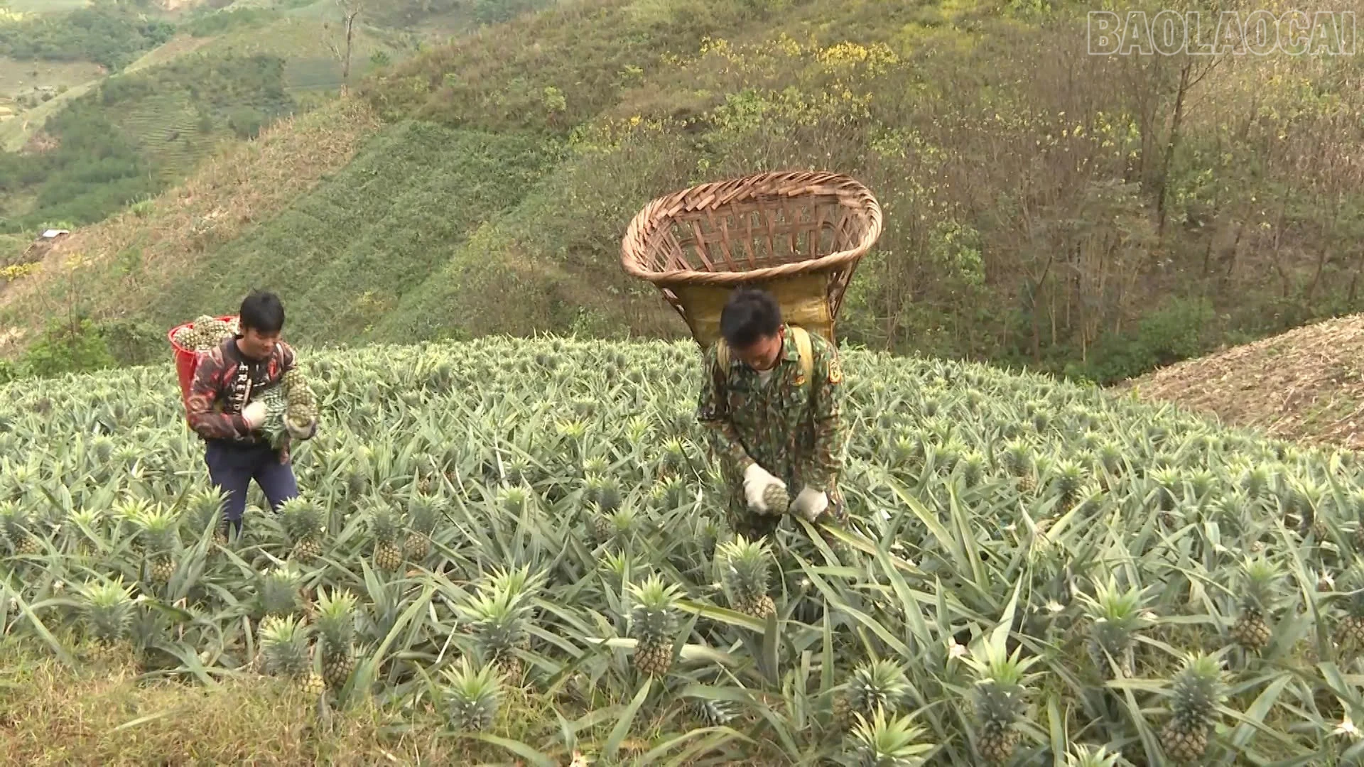 baolaocai-tr_thu-hoach-dua.jpg