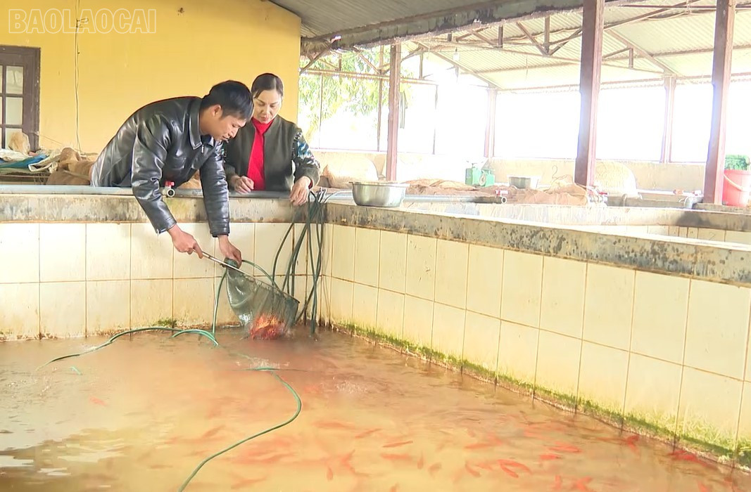 Cá chép đỏ đảm bảo đủ nguồn cung phục vụ thị trường baolaocai-tl_mua-ca.jpg