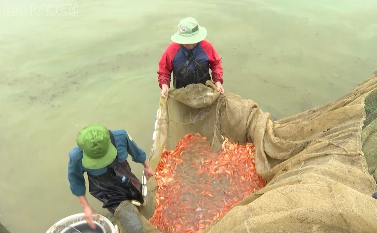 Người nuôi cá chép đỏ "lên cá" để bán cho tư thương. baolaocai-tl_ca-chep-do.jpg