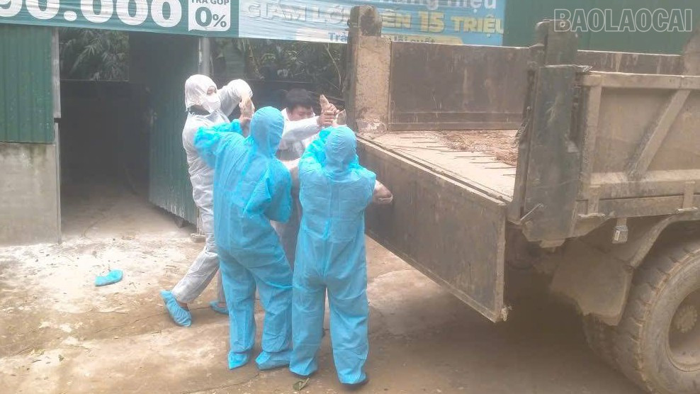 Ngành chức năng đưa lợn nhiễm bệnh đi tiêu hủy để phòng tránh nguy cơ lây lan. baolaocai-tr_4.jpg