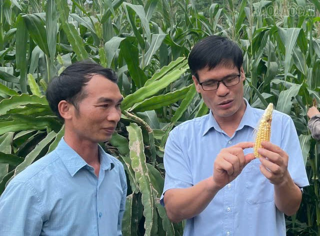 Kiểm tra tỷ lệ kết hạt với diện tích ngô trồng tại xã Minh Tân. baolaocai-tr_z6648818930988-623c197063021d6e39da30e9878c8db8.jpg