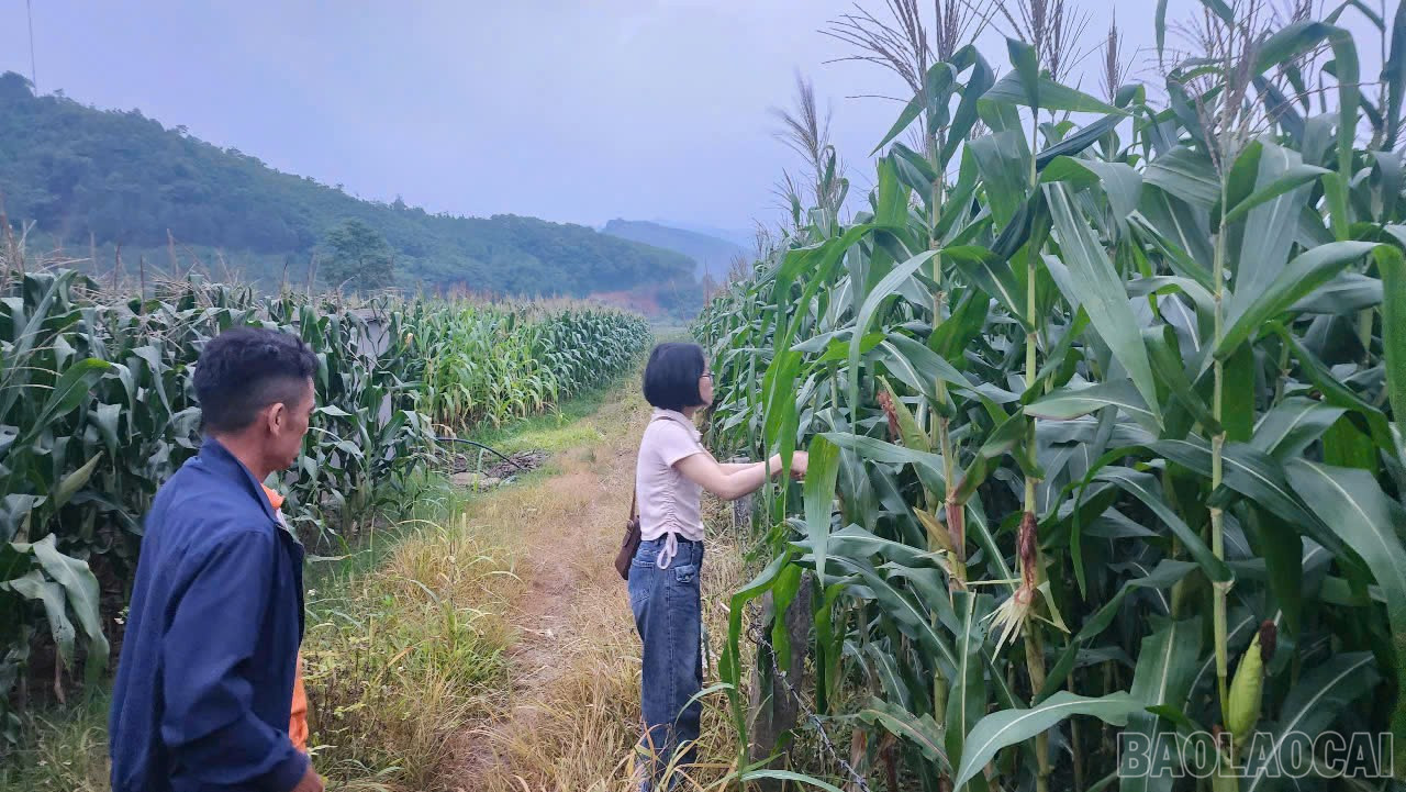 Diện tích ngô tại thôn Tân Văn, xã Kim Sơn sinh trưởng và phát triển tốt nhưng tỷ lệ kết hạt thấp khiến người dân lo lắng. baolaocai-br_z6652748662988-13c0aceed2f621b8a85608cae50f05cc.jpg