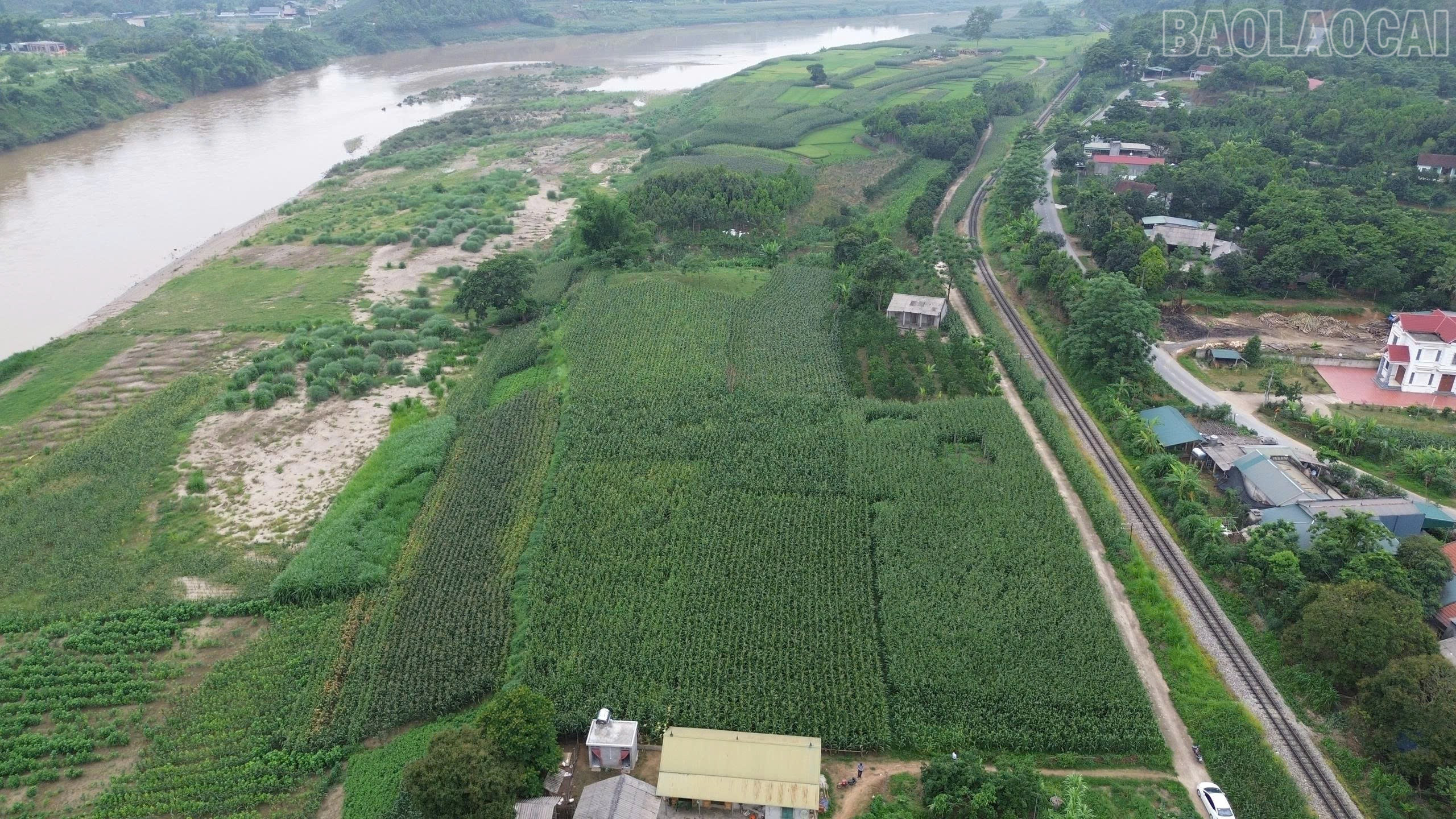 Diện tích đất bãi ven sông Hồng tại Bảo Yên được người dân trồng ngô, khôi phục sản xuất sau đợt ngập lụt tháng 9/2024. baolaocai-tr_z6652748643547-c70fc3d1760fc4443230af45b8f825f3.jpg