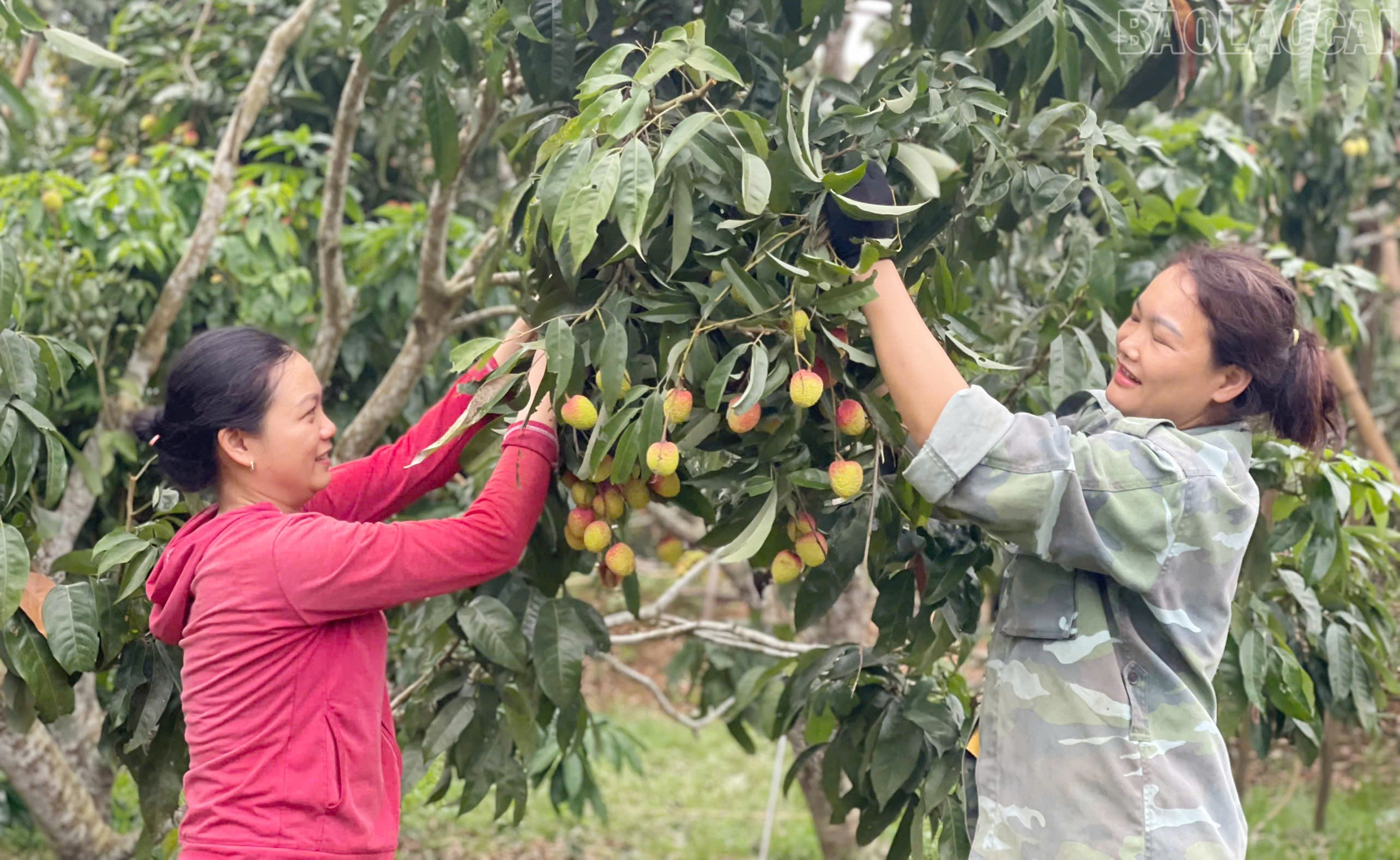 Khi trái vải bắt đầu ửng đỏ, quả căng mọng cũng là lúc người dân bắt đầu thu hoạch. baolaocai-tr_3.jpg