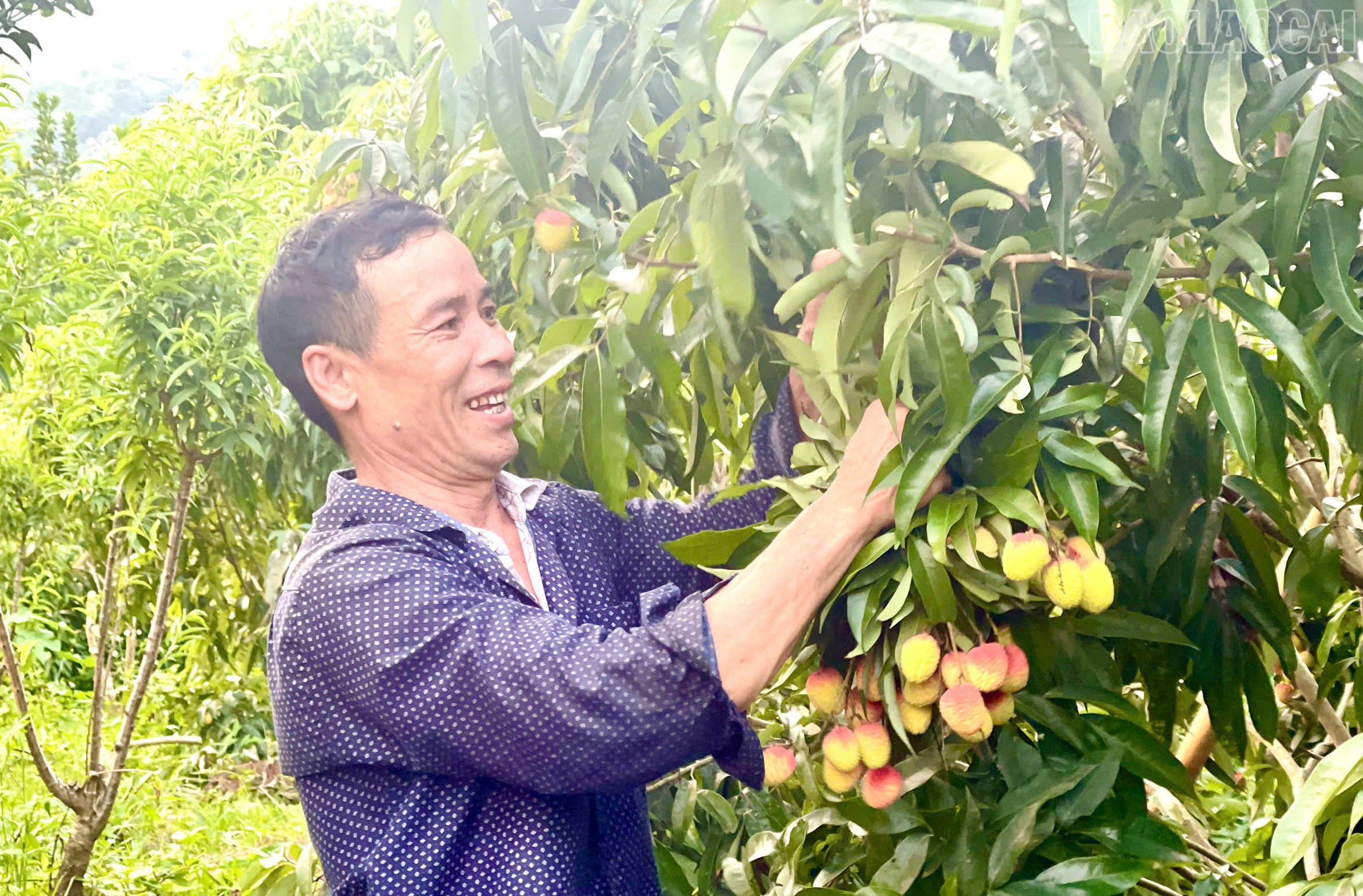 Giống vải chín sớm cho thu hoạch sau khoảng 4 năm trồng và chăm sóc. Cây được tạo tán thấp để thuận tiện cho việc thu hoạch. baolaocai-tr_42.jpg