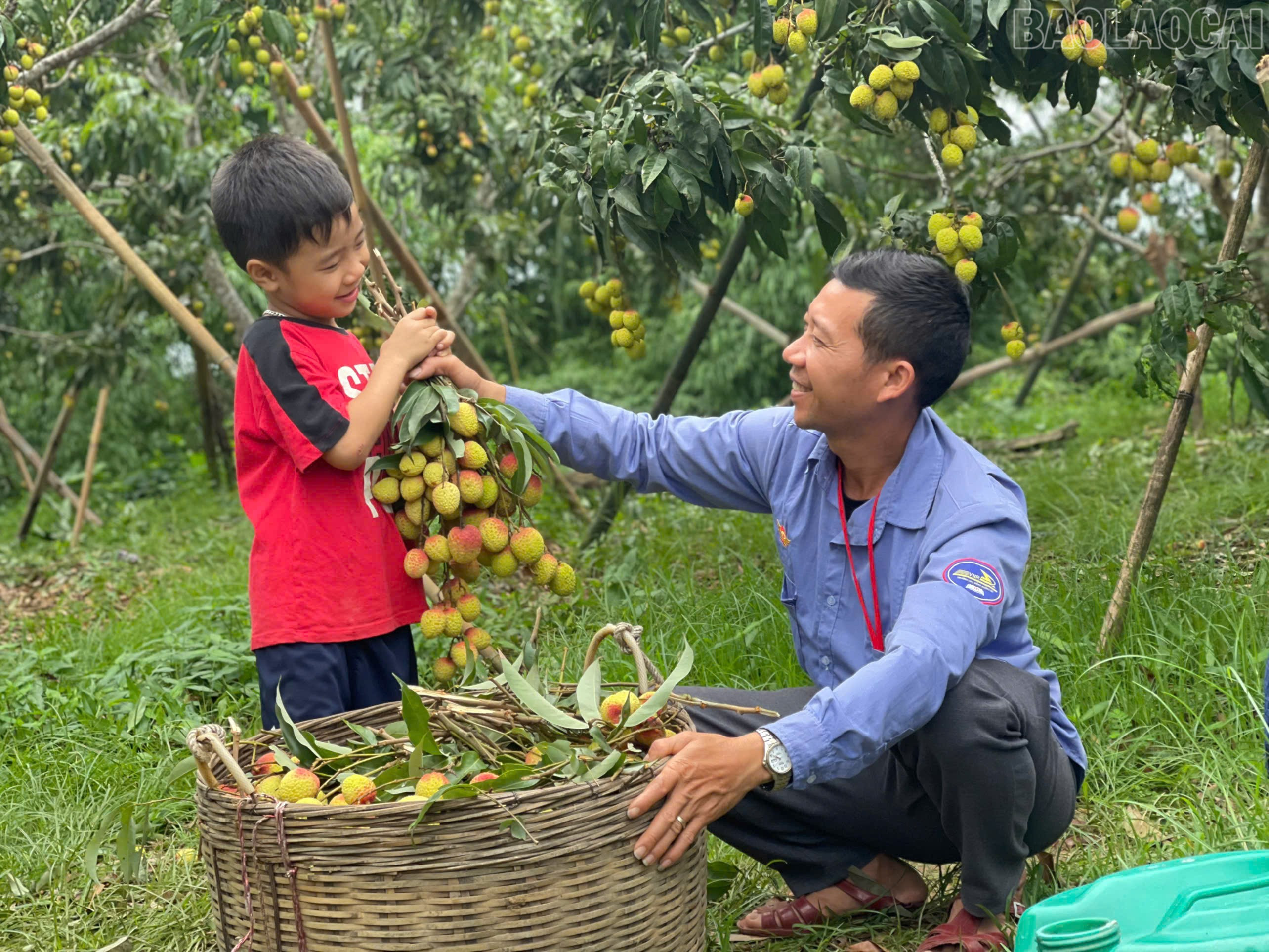 Sau khi ngắt từ trên cây xuống, vải được tỉa cành, loại bỏ những quả kém chất lượng và bó thành từng bó. baolaocai-tr_51.jpg