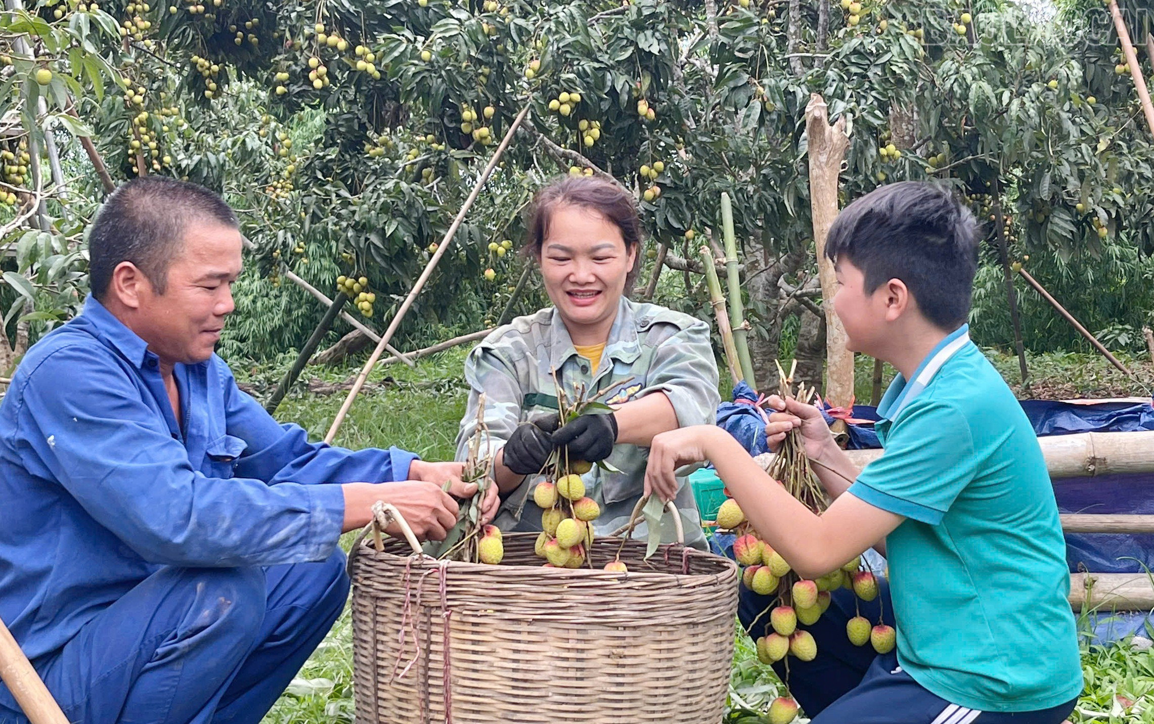 Cả gia đình cùng nhau thu hoạch, phân loại vải để bán cho thương lái. baolaocai-tr_6.jpg