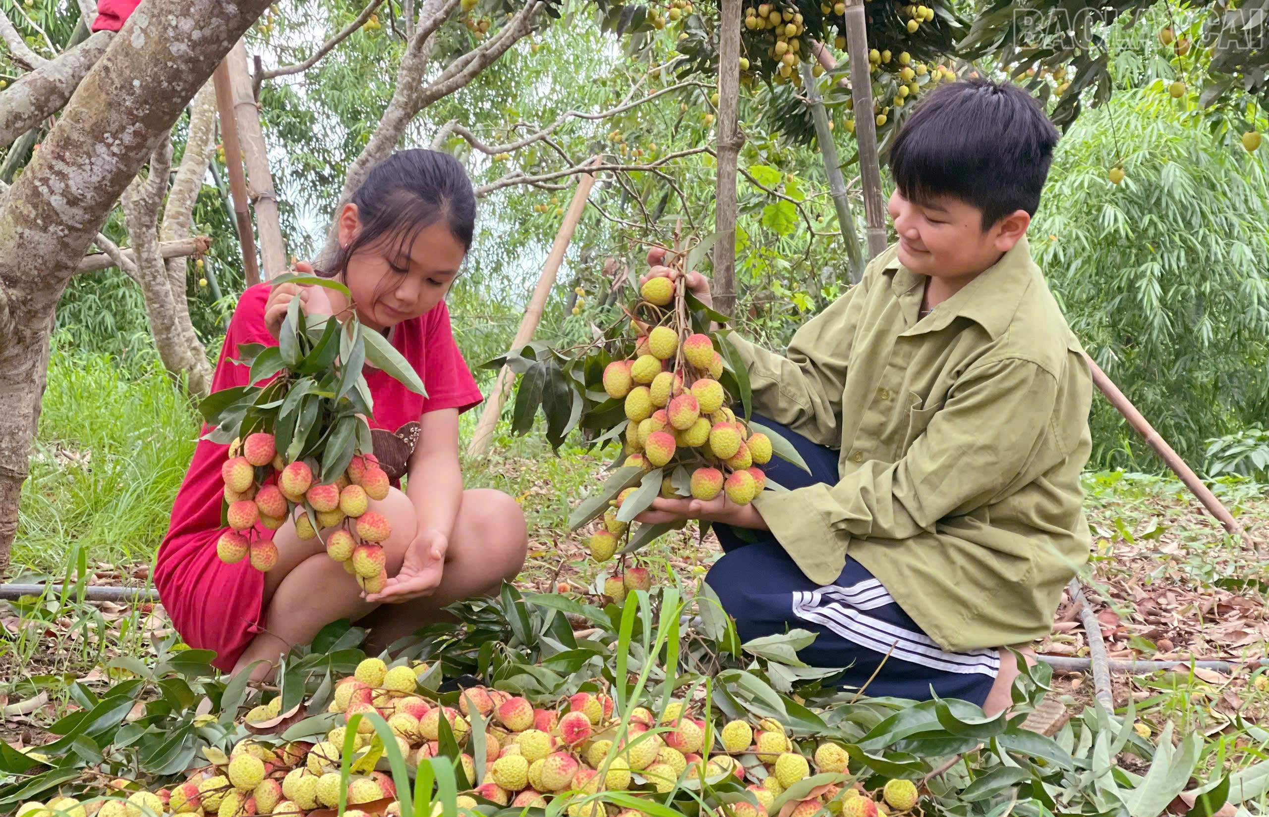 Ngày nghỉ, nhiều em nhỏ ra vườn phụ giúp bố mẹ thu hoạch vải. baolaocai-tr_52.jpg