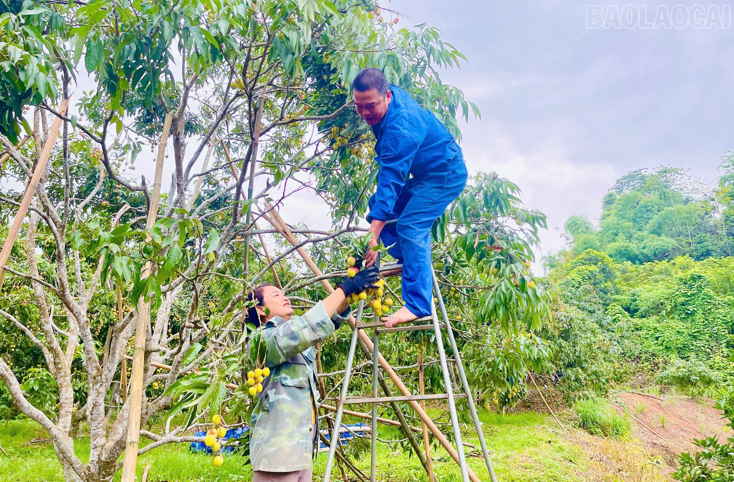 Với những chùm vải quá cao, nông dân dùng thang để hái quả thuận lợi và an toàn hơn. baolaocai-tr_4.jpg