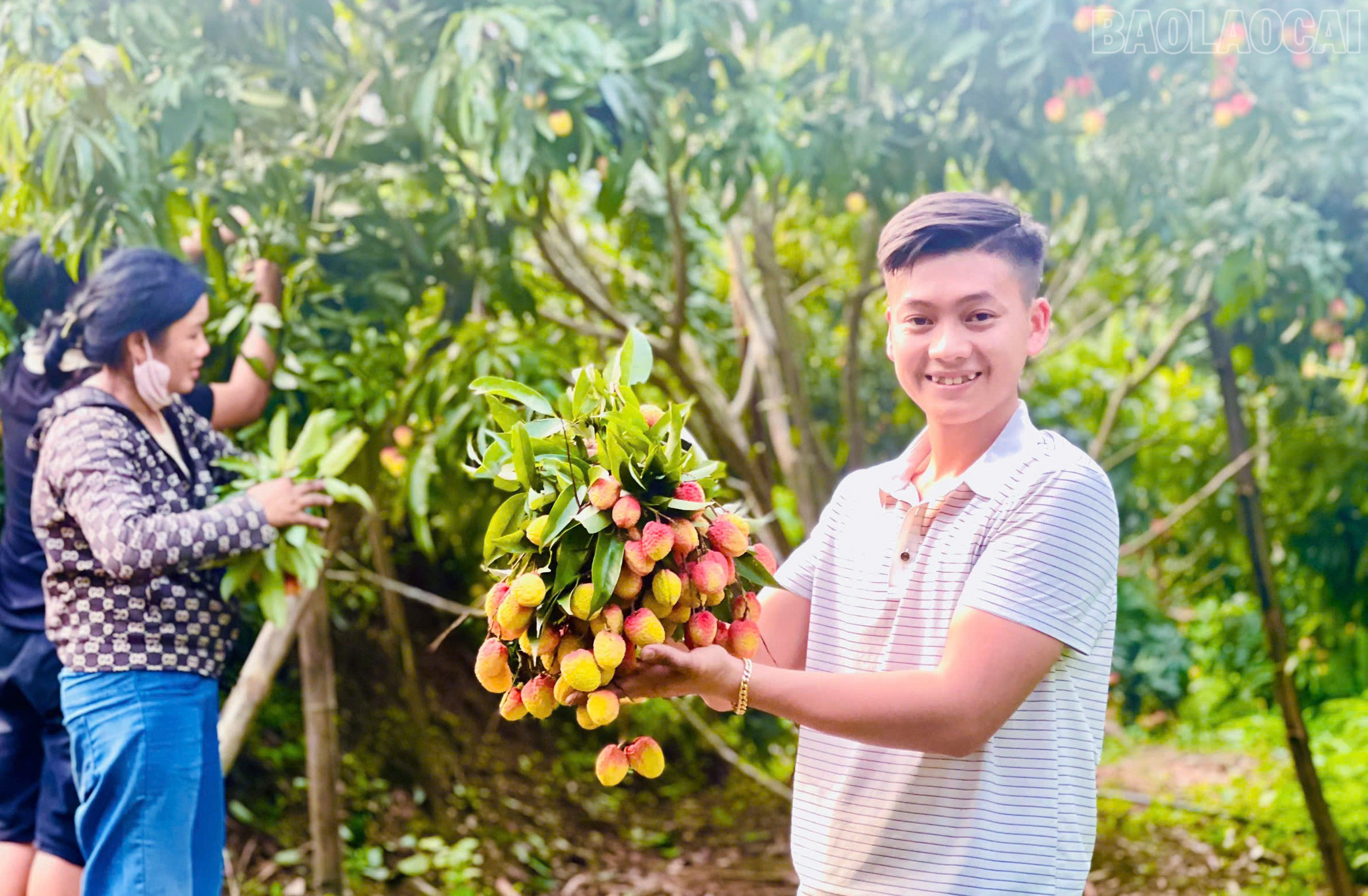 Những quả vải to, mã đẹp được thương lái thu mua tại vườn với mức giá 25.000 đồng/kg. Giá vải tăng nhẹ so với những mùa trước, người trồng vải vì thế có thêm thu nhập. baolaocai-tr_7.jpg