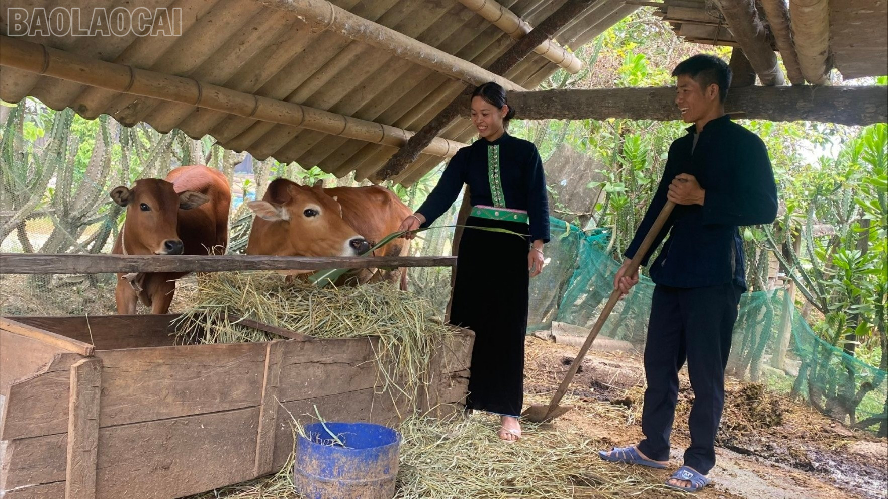 Phụ nữ Dương Quỳ cùng chồng phát triển kinh tế gia đình. baolaocai-tl_tham-duong-9822.jpg