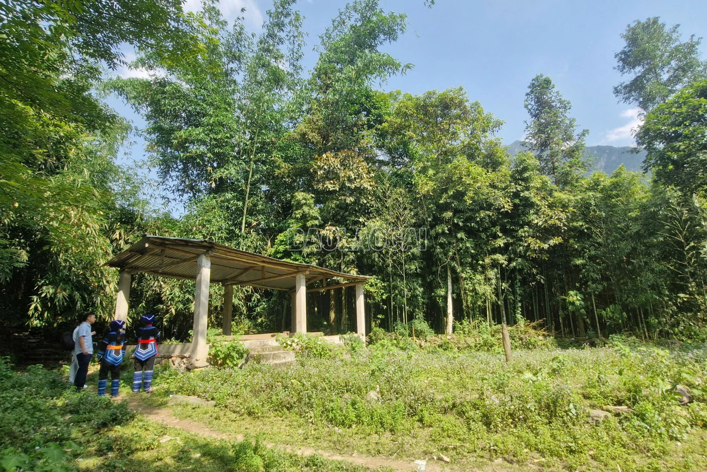 baolaocai-c_00b7da5349b6fce8a5a7.jpg