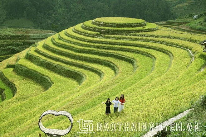 [Ảnh] Xao xuyến mùa vàng trên Mù Cang Chải ảnh 6