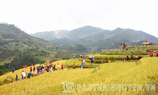 [Ảnh] Xao xuyến mùa vàng trên Mù Cang Chải ảnh 4