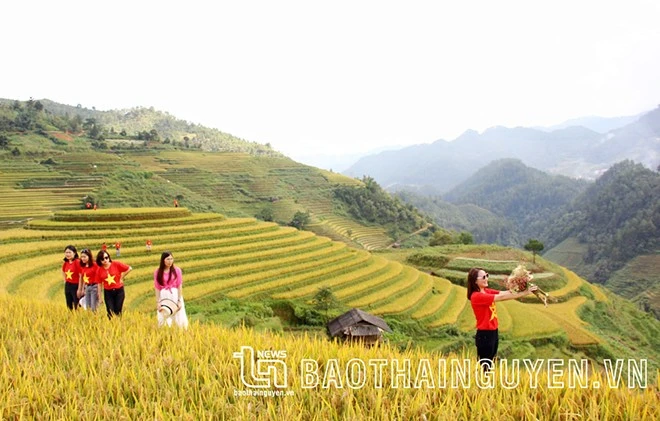 [Ảnh] Xao xuyến mùa vàng trên Mù Cang Chải ảnh 5