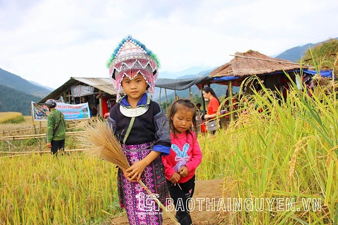[Ảnh] Xao xuyến mùa vàng trên Mù Cang Chải ảnh 11