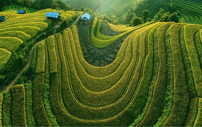 [Ảnh] Xao xuyến mùa vàng trên Mù Cang Chải ảnh 3