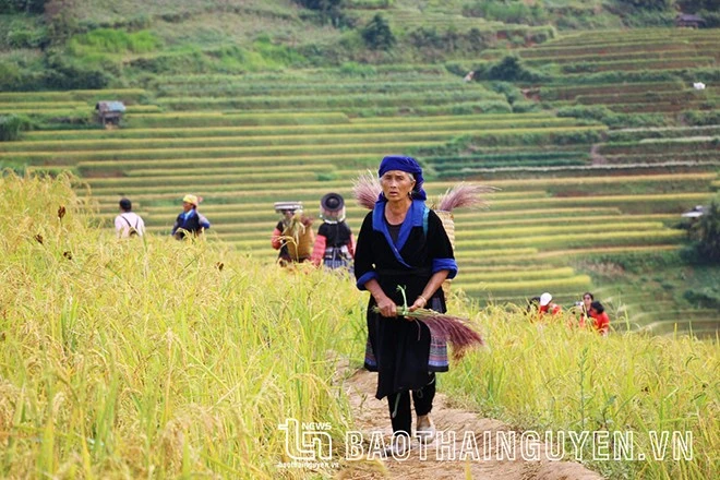 [Ảnh] Xao xuyến mùa vàng trên Mù Cang Chải ảnh 9