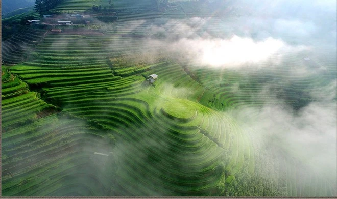 [Ảnh] Xao xuyến mùa vàng trên Mù Cang Chải ảnh 8