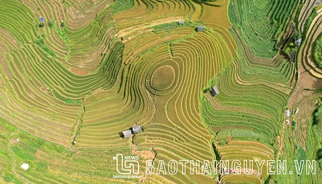 [Ảnh] Xao xuyến mùa vàng trên Mù Cang Chải ảnh 7