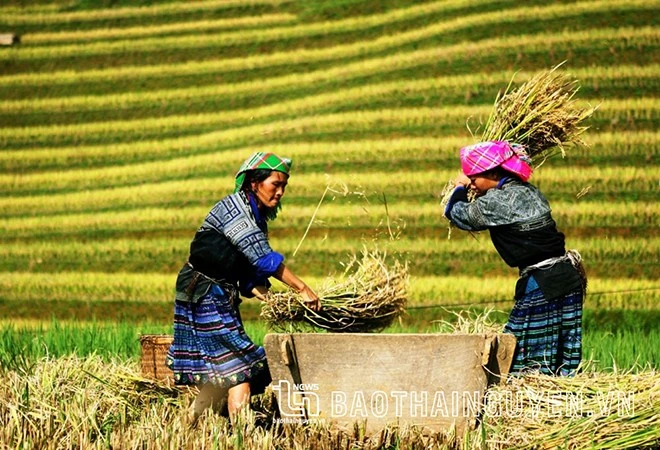 [Ảnh] Xao xuyến mùa vàng trên Mù Cang Chải ảnh 13