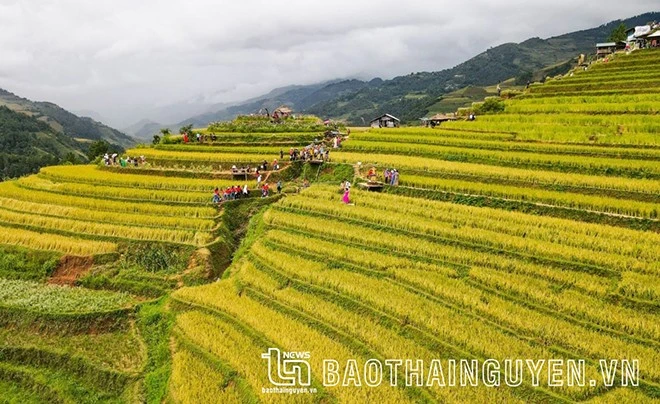 [Ảnh] Xao xuyến mùa vàng trên Mù Cang Chải ảnh 12