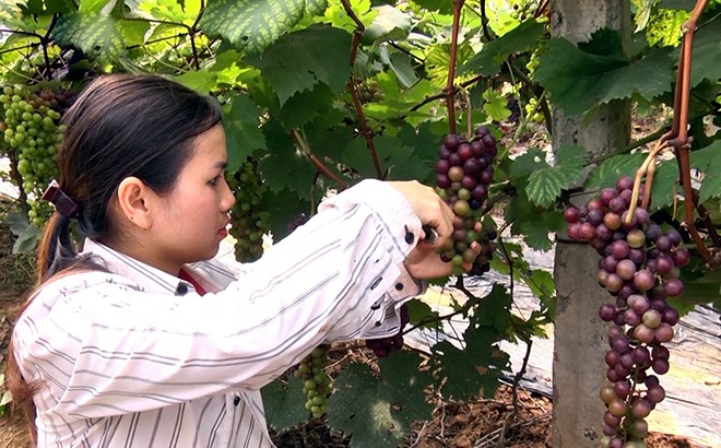 Phát triển cây ăn quả chất lượng trên đất đồi Yên Bái ảnh 1
