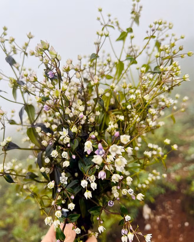 Trekking Tà Chì Nhù - "Đạp mây, rẽ gió trên miền núi cao" ảnh 5