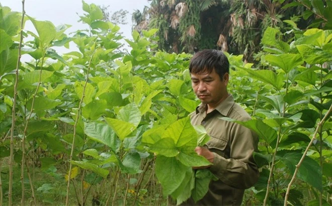 Giá kén tăng cao, người trồng dâu phấn khởi ảnh 2