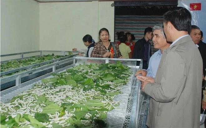 Giá kén tăng cao, người trồng dâu phấn khởi ảnh 1