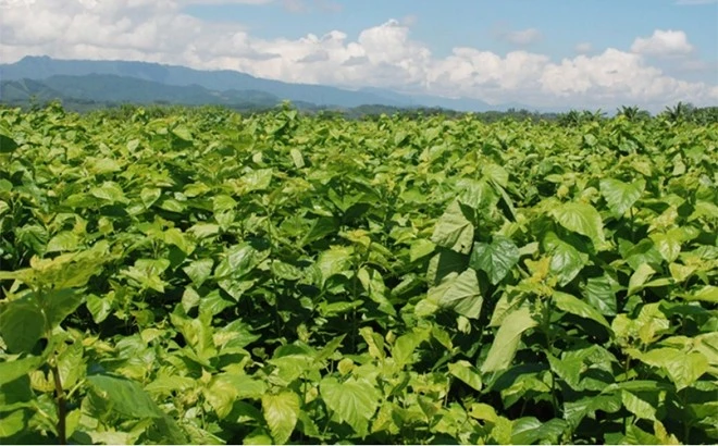 Giá kén tăng cao, người trồng dâu phấn khởi ảnh 3