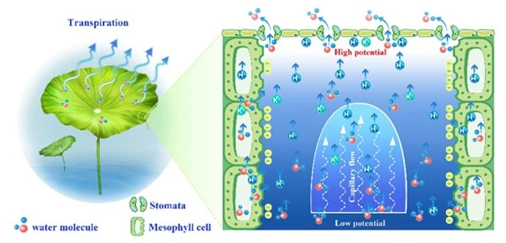 Nhà khoa học tạo ra máy phát điện từ lá sen ảnh 1