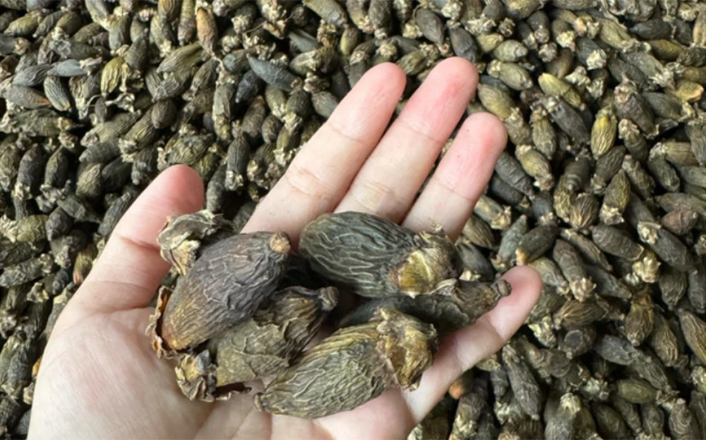 Không chỉ Trung Quốc mà Mỹ, Thái Lan, Butan cũng nhập cau Việt ảnh 1
