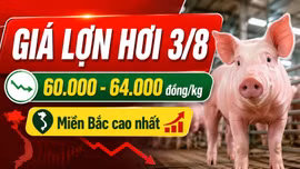 Giá lợn hơi hôm nay 3/8/2026: Nhiều nơi giữ mức 60.000 đồng/kg