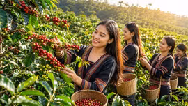 Giá cà phê 12/8/2026 tăng tới 700 đồng/kg, áp sát mốc 100.000 đồng/kg