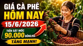 Giá cà phê hôm nay 15/6: Tiếp tục tăng trong ngày đầu tuần?