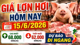 Giá lợn hơi hôm nay 15/6: Miền Bắc tiếp tục dẫn đầu?