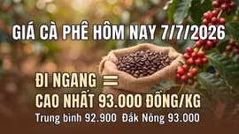 Giá cà phê hôm nay 7/7 giữ ổn định quanh vùng 93.000 đồng/kg