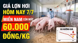 Giá lợn hơi hôm nay 7/7: Thị trường tiếp tục đi ngang