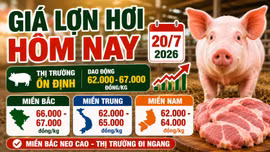 Giá lợn hơi hôm nay 20/7: Thị trường ba miền tiếp tục đi ngang