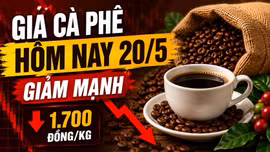 Giá cà phê hôm nay 20/5: Arabica và Robusta tiếp tục đỏ sàn