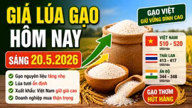 Giá lúa gạo hôm nay 20/5: Gạo nguyên liệu tăng nhẹ, xuất khẩu vẫn neo cao