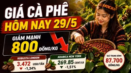 Giá cà phê hôm nay 29/5 giảm mạnh, mất 800 đồng/kg